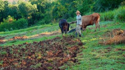 Estrena en los cines película que muestra los retos de la agricultura en Puerto Rico