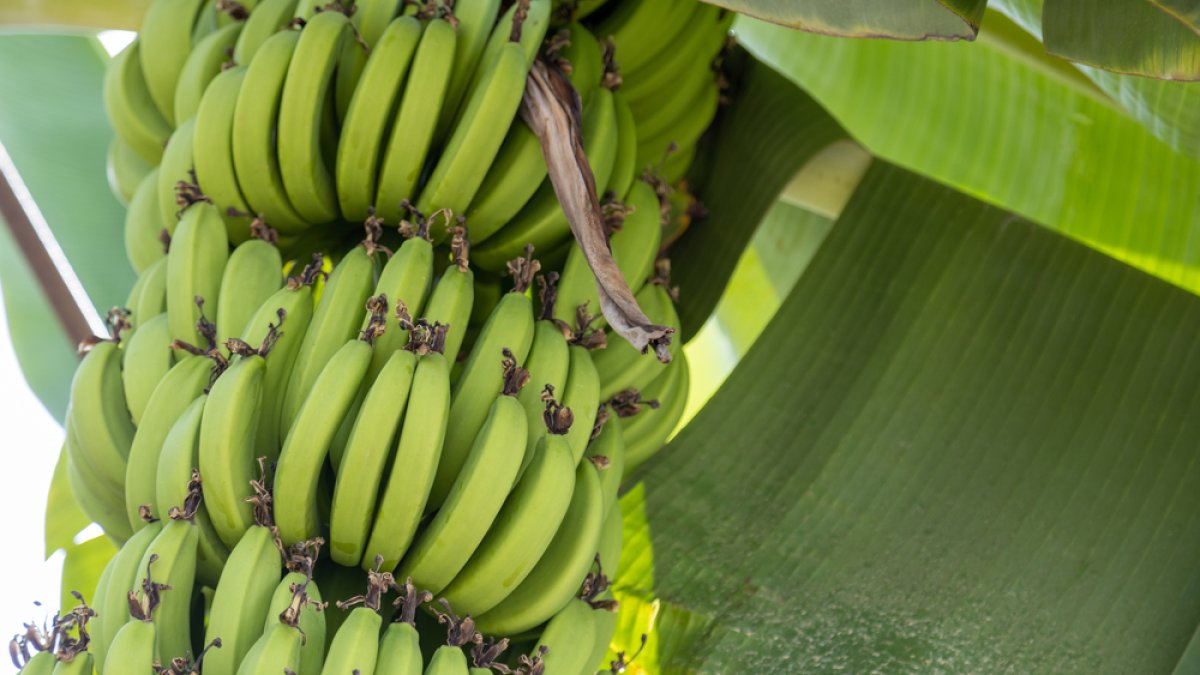 Lo agarran robando racimos de plátanos en finca de Salinas – Telemundo