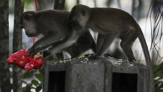 Imagen de archivo de una especia de macacos de cola larga en Kuala Lumpur, Malasia.