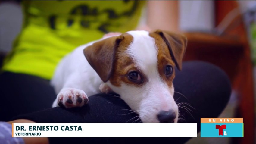 Falta de apetito y deshidratación; síntomas de leptospirosis en mascotas