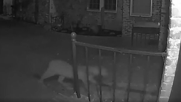 En video: puma se pasea por zona residencial cerca del centro de San Mateo – Telemundo Puerto Rico - Vimarsana News
