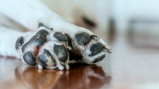 close up of dog paws.