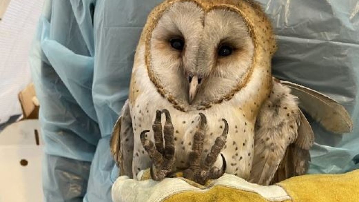 Cubierto en cenizas: rescatan a búho atrapado en una chimenea en San ...