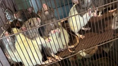 Hallan a niño viviendo entre ratas, cucarachas y otros animales