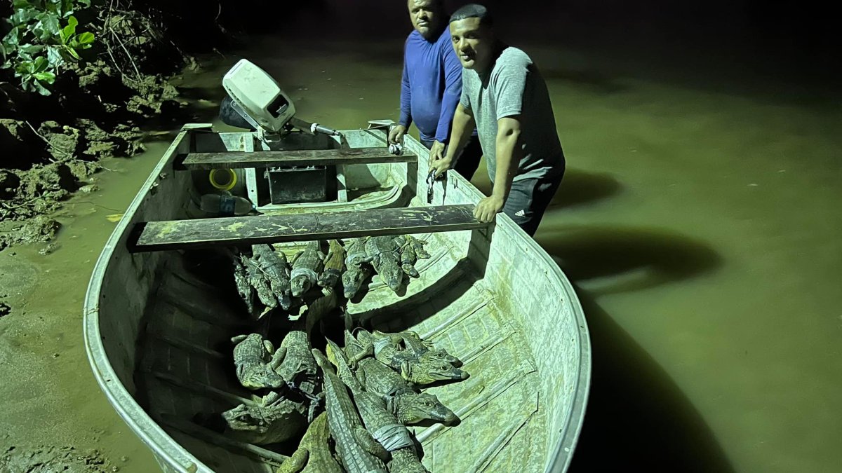 Superan su récord: hermanos capturan 20 caimanes en el Río Grande de ...