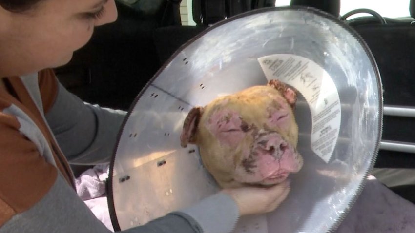 La increíble historia de Sport, el perrito que sobrevivió el feroz incendio que mató a su dueño