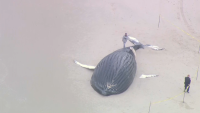 Ballena jorobada aparece muerta en playa, décima pérdida en los últimos meses