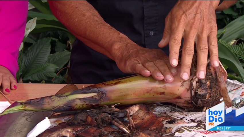 Cosas de Douglas: cómo sembrar una semilla de plátano