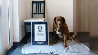 Bobi, un mastín del Alentejo de 30 años y 267 días de edad y residente en el municipio de Leiria (centro de Portugal), ha sido reconocido este jueves con el Récord Guinness por ser el perro más viejo del mundo.