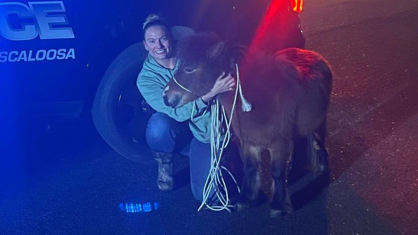 Pony desata persecución policial a pié por dos horas