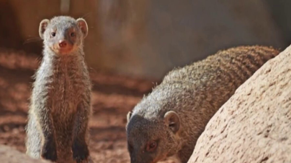Mangostas un peligro para nuestro ecosistema Telemundo Puerto Rico