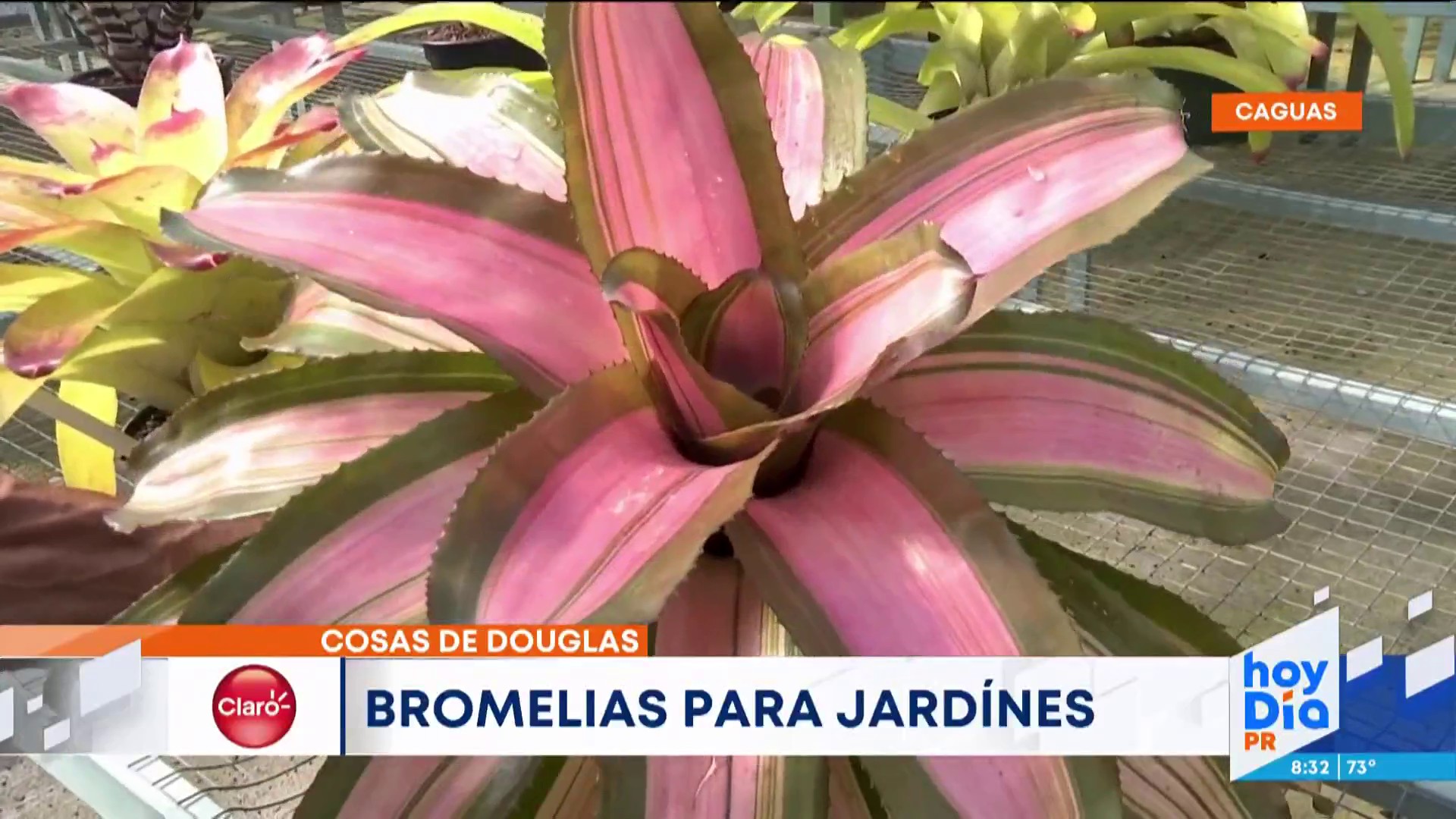 Respectivamente escucho música Abiertamente Cosas de Douglas: variedad de bromelias para decorar tu jardín – Telemundo Puerto Rico Respectivamente escucho música Abiertamente Cosas de Douglas: variedad de bromelias para decorar tu jardín – Telemundo Puerto Rico