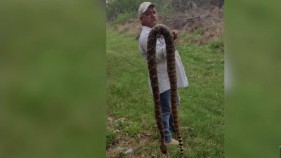 De infarto: hallan serpientes de cascabel midiendo 6 pies en el patio trasero de una casa