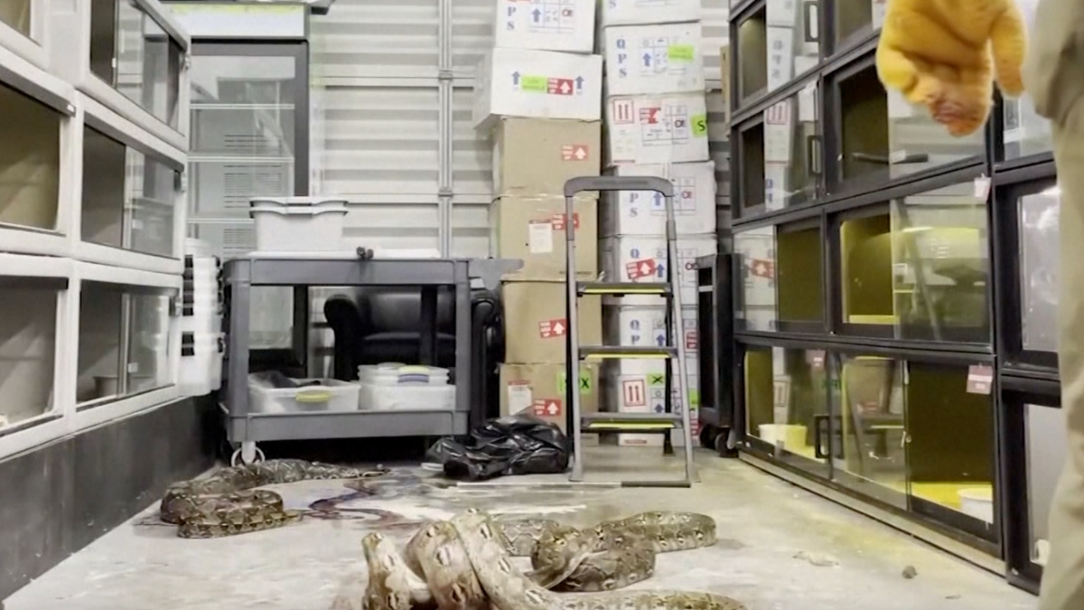 Florida video capta a oficiales cuando matan pitones y una boa preñada