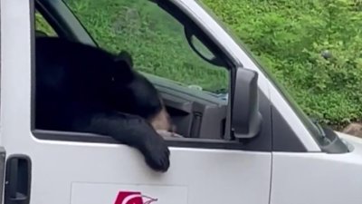 En video: oso astuto se mete en auto para comerse una merienda “saludable”