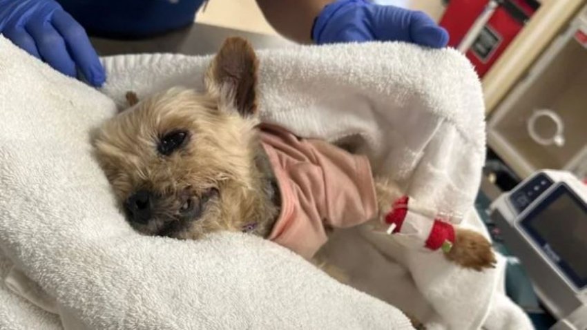 Bart the Yorkshire terrier is pictured at an animal hospital.