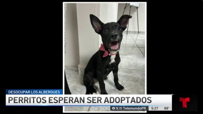 Listos para dar amor: perritos esperan por ser adoptados
