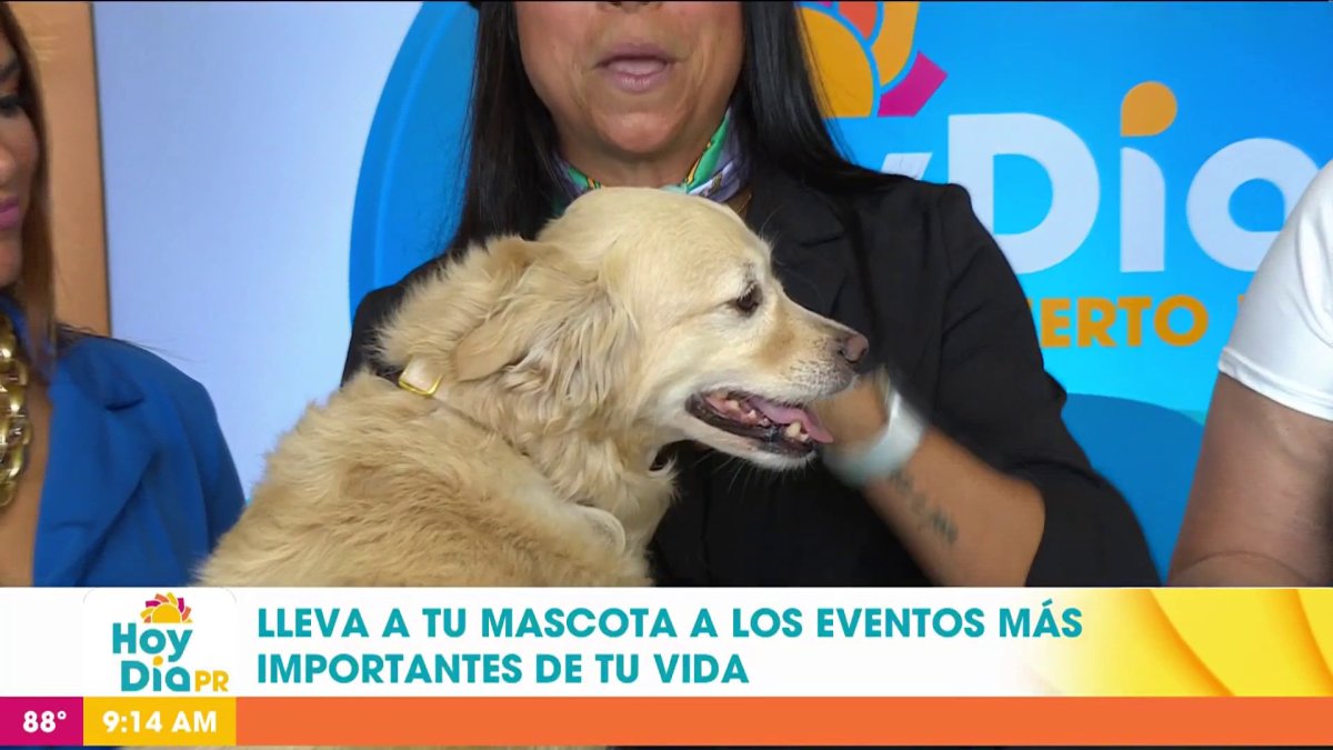 Boho Dogo servicio de grooming para mascotas para eventos especiales