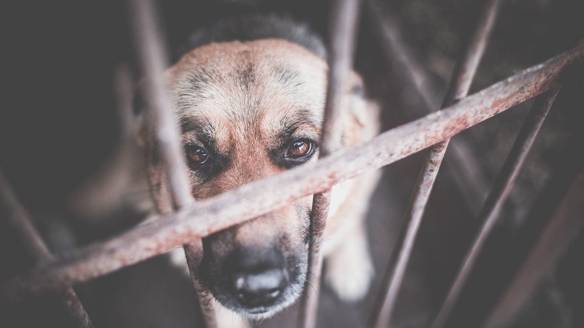 Sexagenario arrestado por maltrato de animales en Vega Alta enfrenta fianza de $11,000