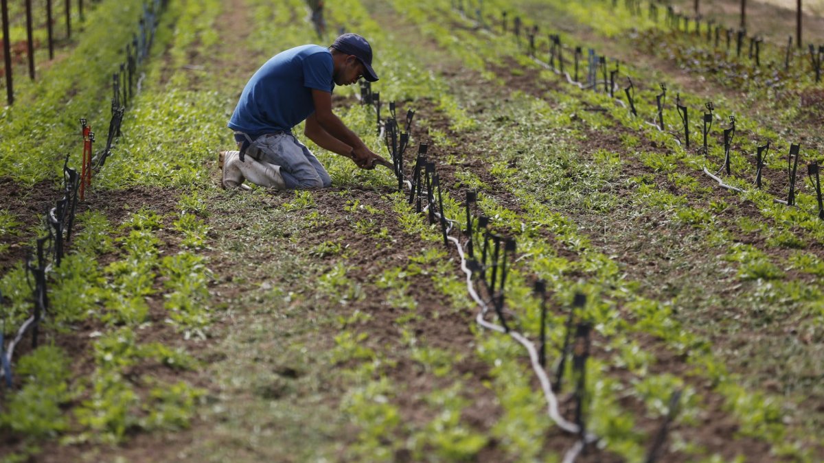 Agricultura federal declara desastre por sequía en 26 municipios de Puerto Rico