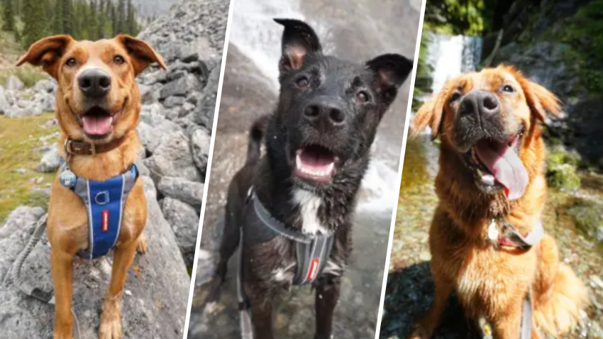 Aurora, Paddy, y Wilma están disponibles para adopción, dijo Rodgers – en Canada’s Claws Animal Rescue, Animal Rescue Foundation y Lillian Albon Animal Shelter, respectivamente. (Fuente: Rachael Rodgers)