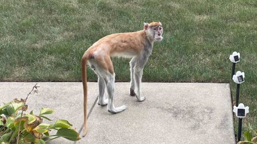 Patas monkey on front stoop