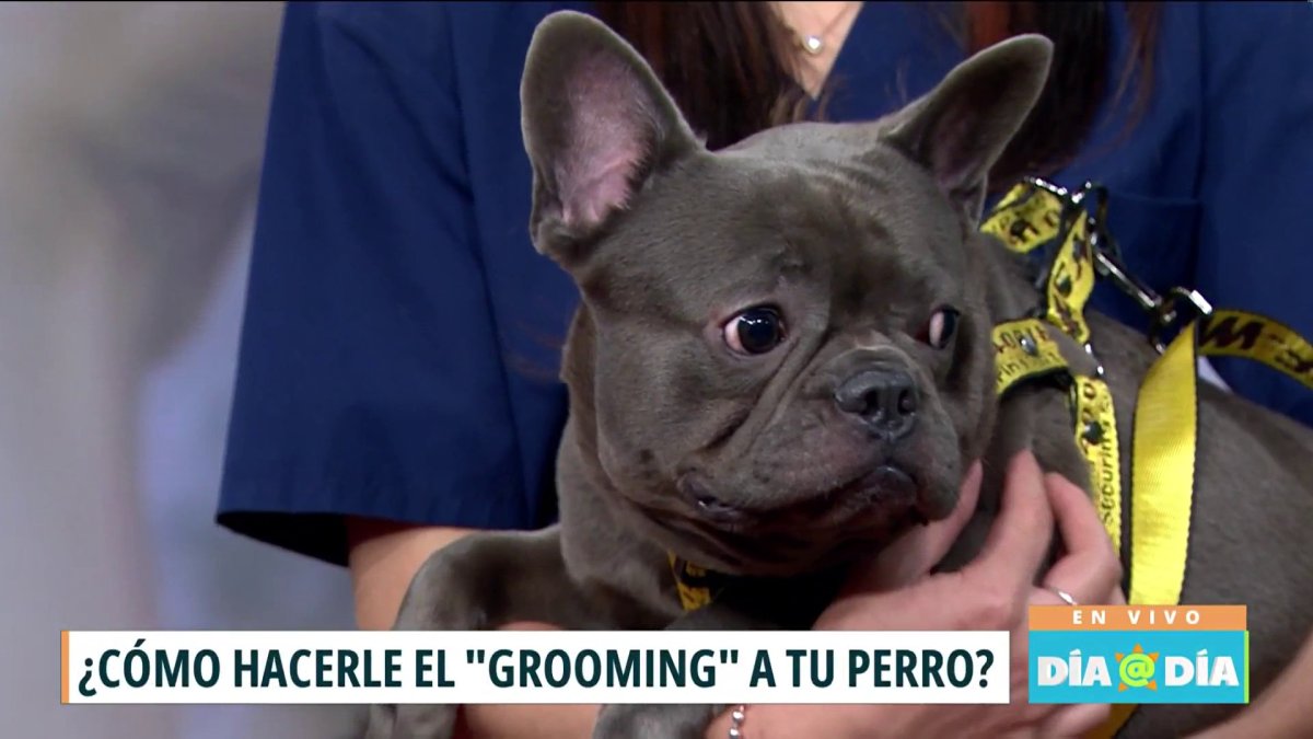 Cómo hacerle un “grooming” a tu mascota Telemundo Puerto Rico