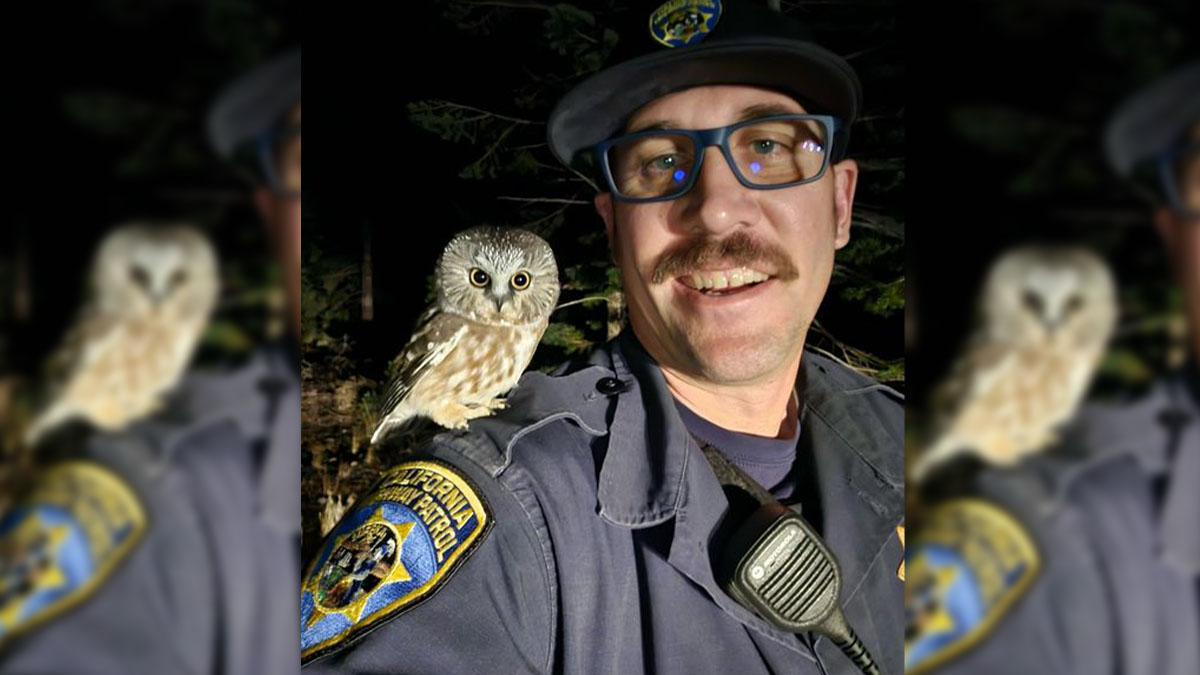 South Lake Tahoe: búho posa para selfie con policía – Telemundo Puerto Rico