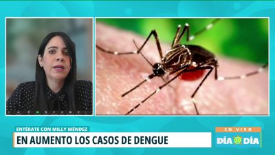 Alertan sobre aumento en casos de dengue