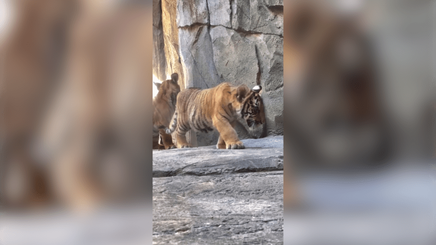 Malyan tiger