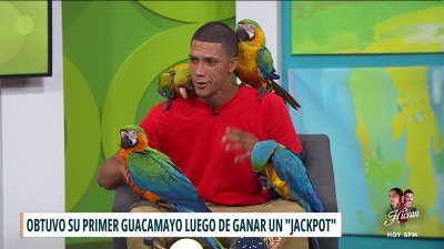 Orocoveño dedica su vida a criar sus cuatro guacamayos