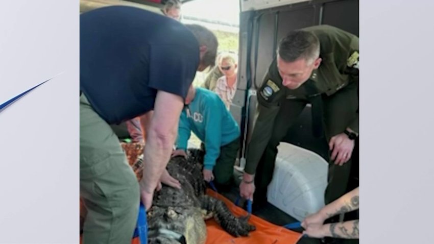 Insólito: tenían como mascota a un enorme caimán de 11 pies en su casa