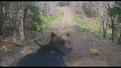 En video: se le viene un oso encima mientras manejaba en un bosque