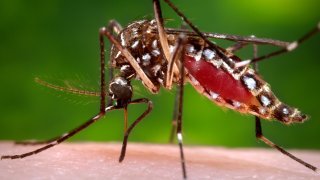 A female Aedes aegypti mosquito.