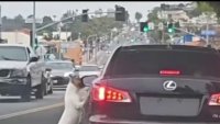 Desgarrador video: perro corre tras el carro de su dueño tras ser abandonado