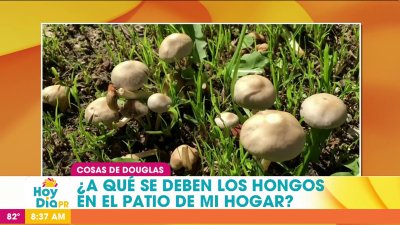 Cosas de Douglas: Cómo eliminar los hongos