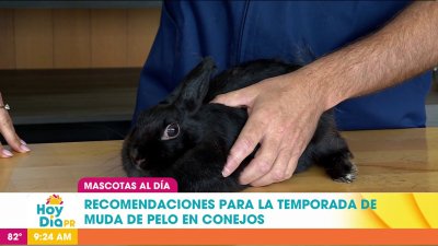 Mascotas al día | Caída de pelo en los conejos