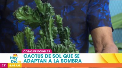 Cosas de Douglas: cactus de sol que se adaptan a la sombra