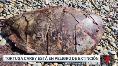 Federales investigan brutal muerte de tortuga carey