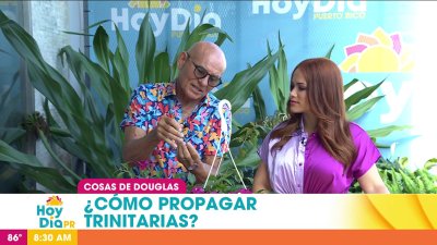 Cosas de Douglas: ¿cómo propagar las trinitarias?