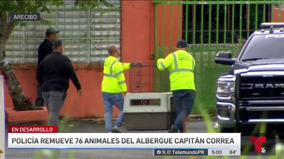 Remueven animales de albergue en Arecibo