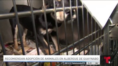 ¡Necesitan un hogar! Listos para ser adoptados animales removidos de albergue en Arecibo
