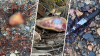 “Horrendo crimen”: hallan restos de tortuga carey en Guayama