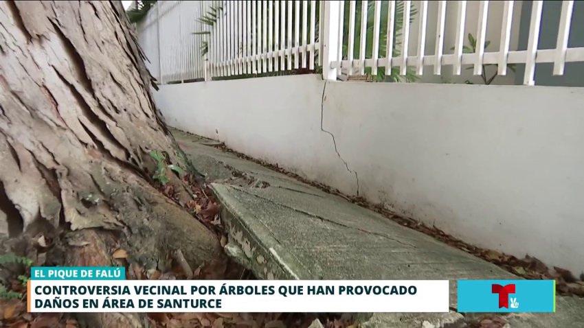 Controversia vecinal por áboles que han dañado aceras en Santurce