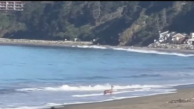 En video: venado se echa chapuzón en playa en Aptos en el condado Santa Cruz