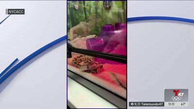 Encuentran una serpiente pitón en una tienda en Nueva York