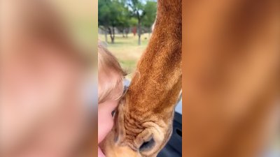 Captado en video: jirafa levanta a niña de camioneta en parque silvestre de Texas