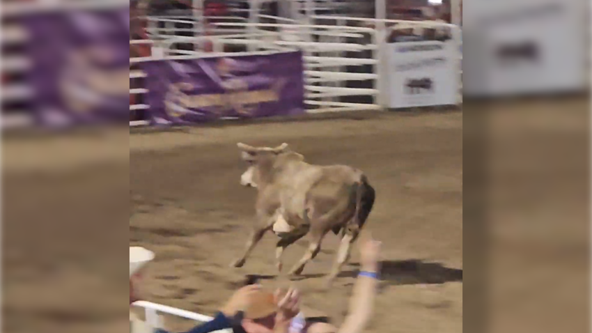 BULL RUNS THROUGH RODEO ARENA