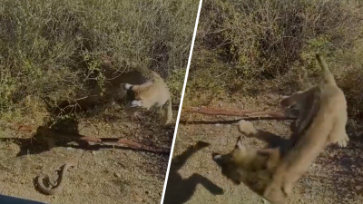 En video: gato montés se enfrenta a una serpiente de cascabel en Arizona