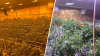 Allanan invernadero con sobre 650 plantas de marihuana en Caimito